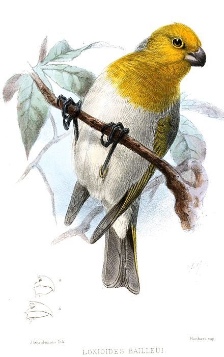 산양 소송 당시 참고했던 희귀새 '빠리야'의 모습. /위키피디아