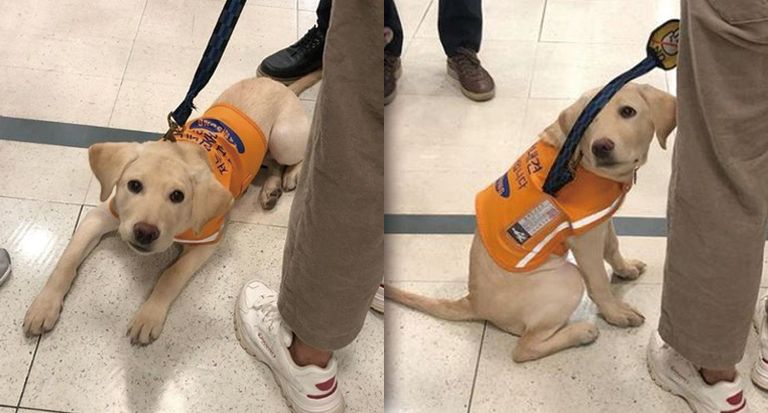 롯데마트 잠실점에서 있었던 '안내견 출입 논란'을 지켜본 시민이 올린 사진. 주늑들어 있는 강아지의 사진과 함께 "시각장애인을 도와주는 강아지만큼은 들일 수 있는 나라가 되기를 바란다"고 적었다. /인스타그램 캡처