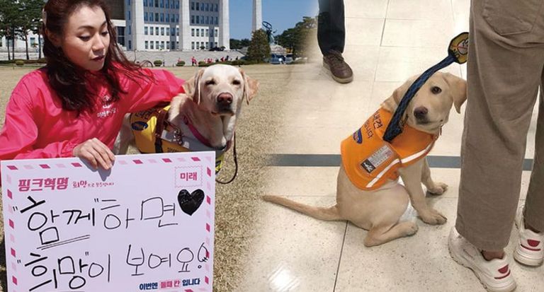 시각장애 국회의원 김예지 의원이 본 '롯데마트 안내견 출입 논란'의 본질적 문제 기사 관련이미지