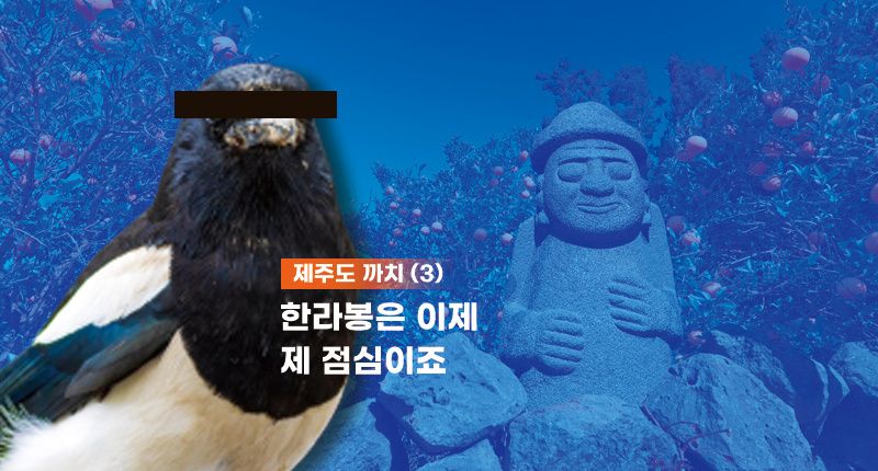 "제주에 까치 들여온 기업 상대로 손해배상 해야 한다" 실제로 가능할지 변호사에게 물어봤다 기사 관련이미지