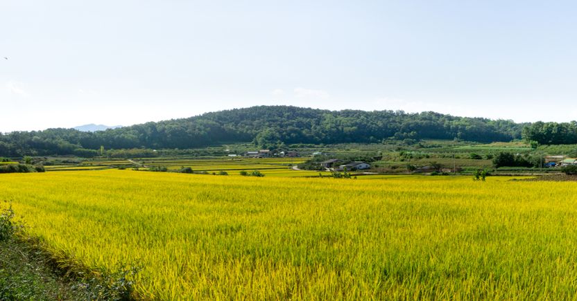 회의록 조작해 선산 자기 마음대로 팔아버린 종중회장⋯그런데 '사문서위조죄'가 아니라고? 기사 관련이미지