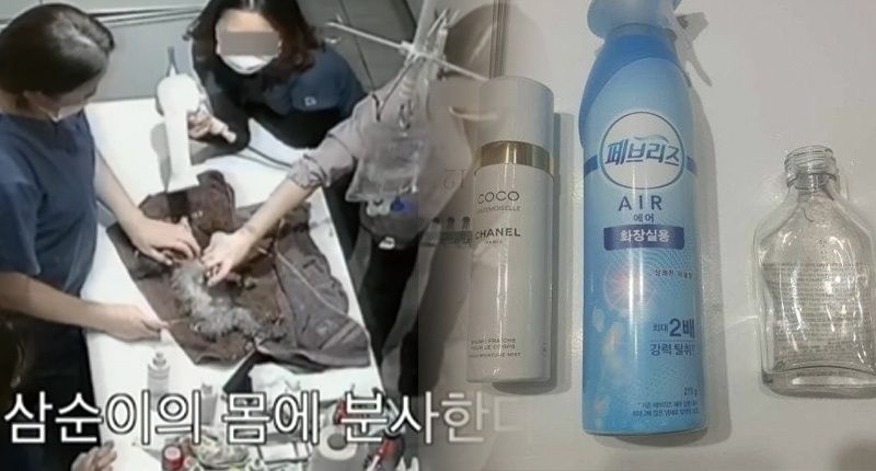 수술 마친 강아지에 탈취제 뿌린 동물병원⋯대체 왜 동물 학대가 아닐까? 기사 관련이미지