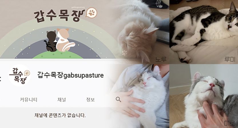 "유튜버 갑수목장의 고양이들은 잘 있나요?" 제보자의 변호사를 통해 알아봤다 기사 관련이미지