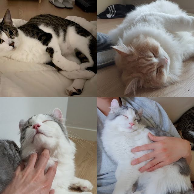 유튜버 갑수목장이 올린 근황 속 고양이들의 모습. / 유튜브 '갑수목장' 캡처