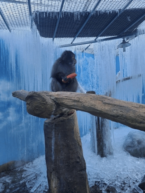 문제의 동물원의 동물들을 돌보던 시민이 찍은 사진들. /네이버 블로그 '금빛 실타래'