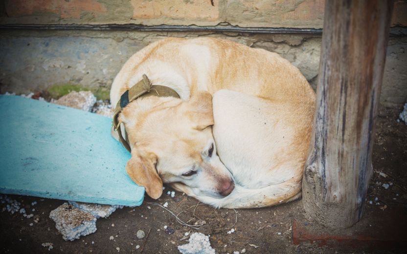 유기견 구조해 새 주인 찾아줬는데⋯'이 절차' 안 지켰다면 법 위반일 수 있습니다 기사 관련이미지