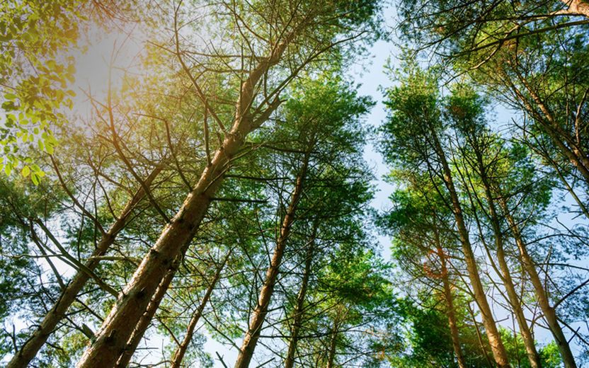 나무 110그루 소유권 분쟁…소송 승패는 '나무 이름표'에 갈렸다 기사 관련이미지