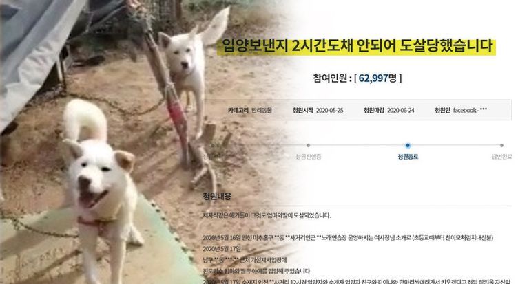 죽일 계획 다 세워놓고 진돗개 어미와 새끼 입양한 70대 남성, 항소심 징역 6월 '실형' 기사 관련이미지