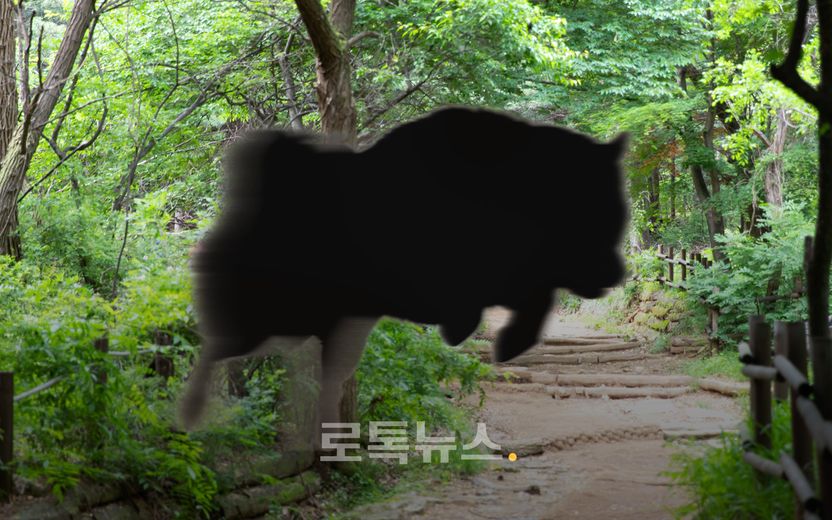 개 물림 사고로 사망⋯유기견이었다면 원래 주인 찾아서 책임 물을 수 있을까 기사 관련이미지