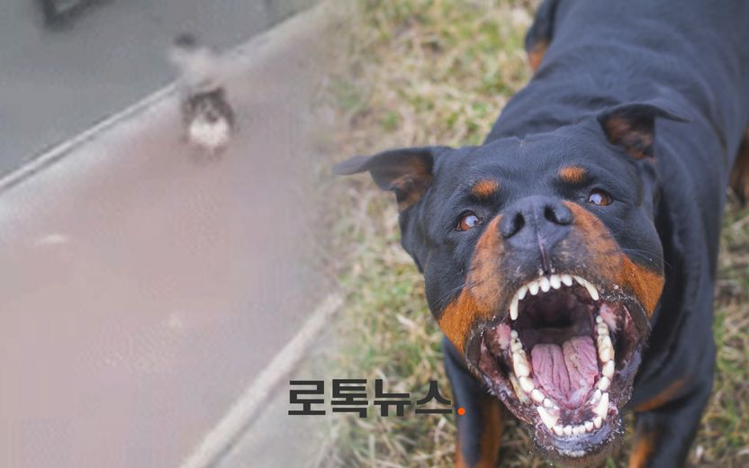 스피츠 물어 죽인 로트와일러의 견주, 1심에서 벌금 600만원 받았지만… 기사 관련이미지