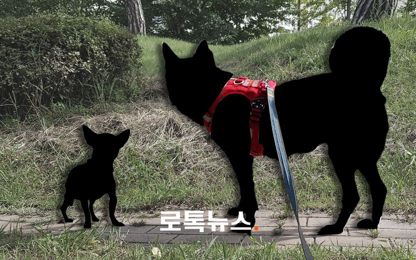 목줄 한 우리집 개가 목줄 없이 달려든 남의 집 개 물었다면…"어느 쪽이 사고 책임?" 기사 관련이미지