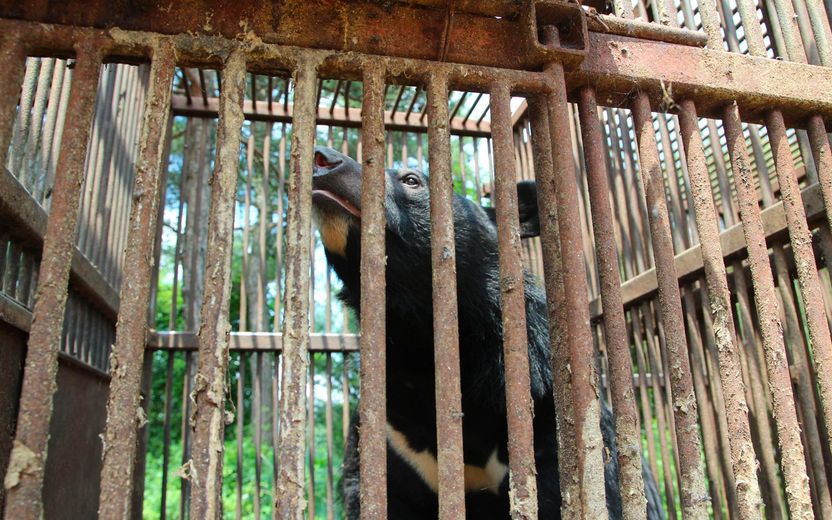 자유를 찾아 떠난 '3평 무기수' 사육곰의 운명, 사살 되거나 다시 농장으로 돌아가거나 기사 관련이미지