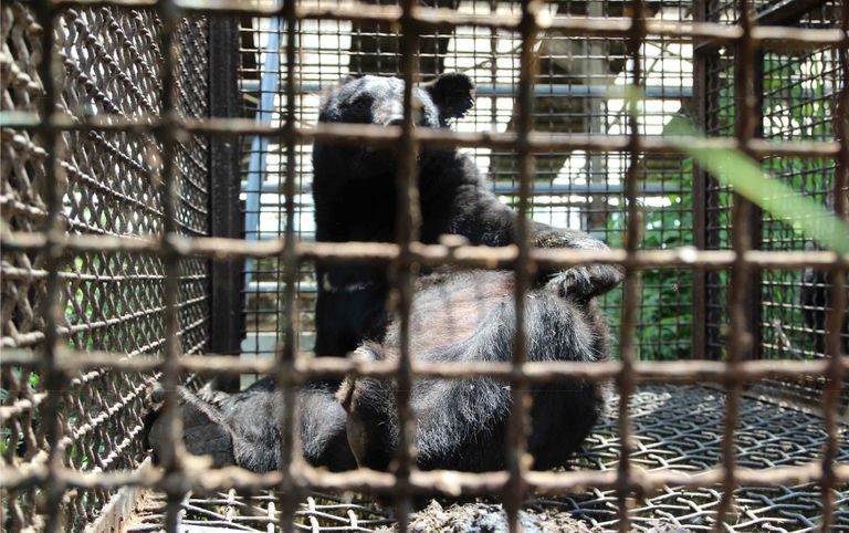 겨울잠을 자는 곰의 특성 때문에 굴이 필요하지만, 대부분의 농장은 뜬장에 사육곰을 키우고 있다. 해당 사진은 기사 속 농장과 관련 없는 다른 지역의 사육곰 사진으로 전국의 사육곰 실태를 알리기 위해 사용. /동물자유연대 제공