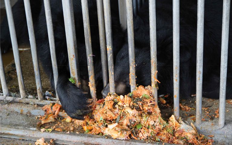 사육곰들은 제대로 된 돌봄을 받지 못한다. 음식물 쓰레기를 먹으며 더럽고 작은 철장 안에서 갇혀있다. 해당 사진은 기사 속 농장과 관련 없는 다른 지역의 사육곰 사진으로 전국의 사육곰 실태를 알리기 위해 사용. /동물자유연대제공