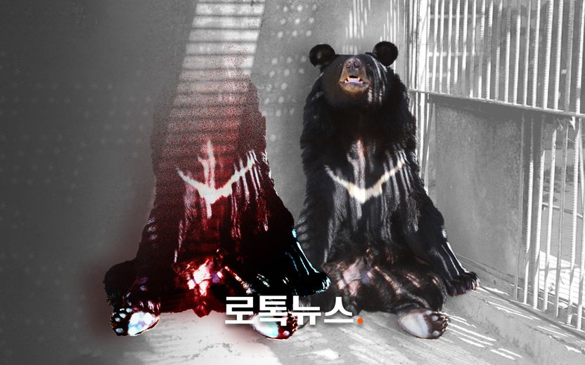 한 마리만 탈출했는데…거짓말로 행정력 낭비하게 한 농장주, 책임은 어디까지 기사 관련이미지