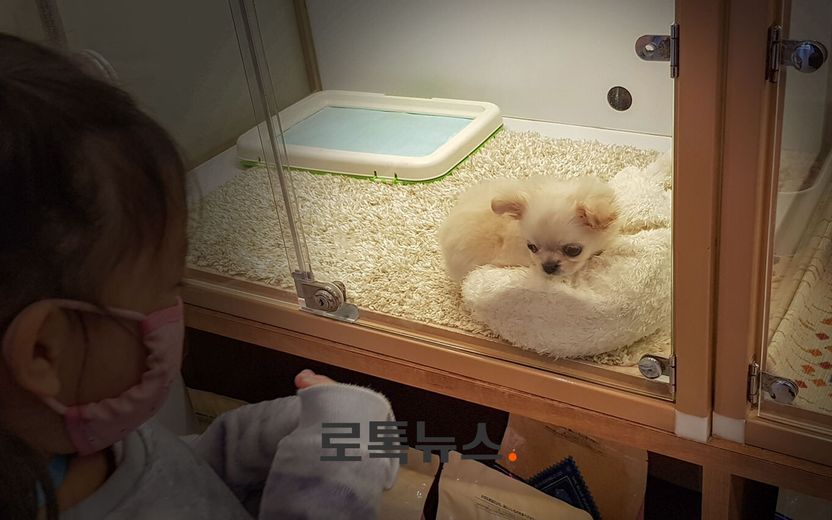 "강간 같다"는 강제교배…법에서 말하는 '동물학대'에 해당할까, 변호사 의견은 기사 관련이미지