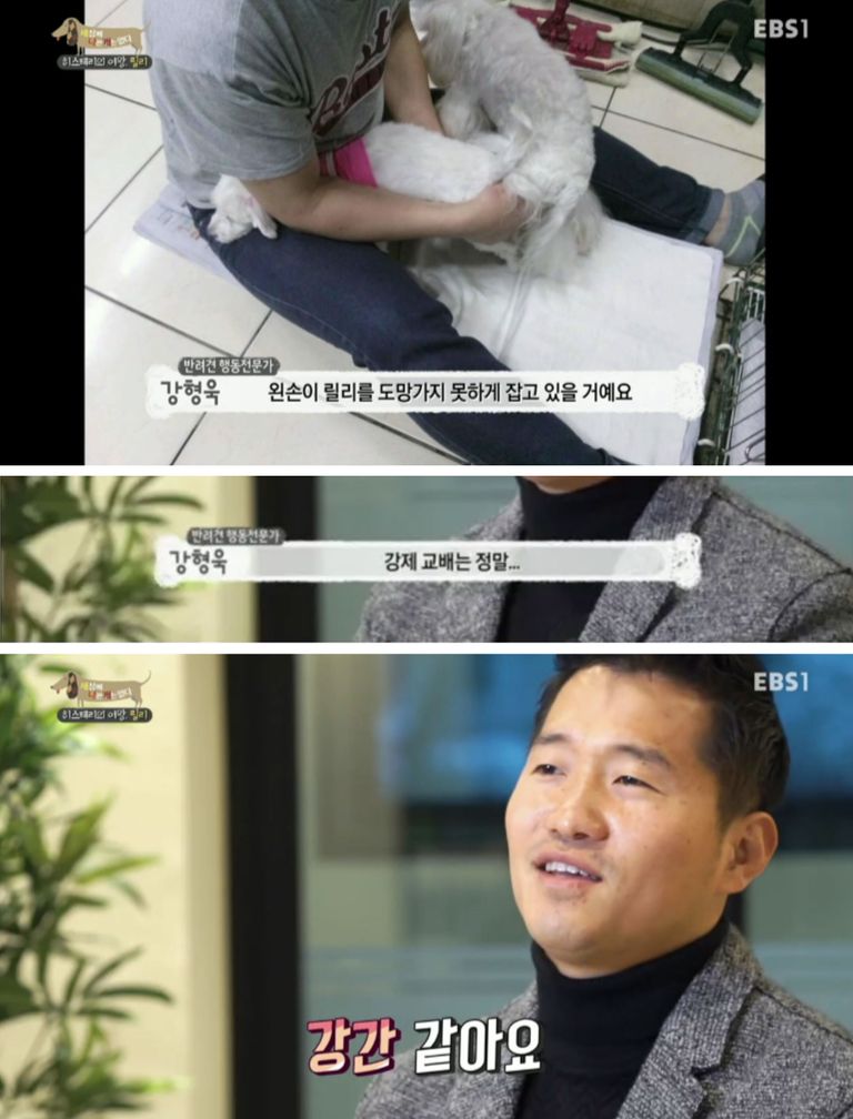 강형욱 반려견 훈련사는 EBS '세상에 나쁜 개는 없다'에서 "강제교배는 정말 강간 같다."고 말했다. /온라인 커뮤니티 더쿠 캡처·편집=조소혜 디자이너