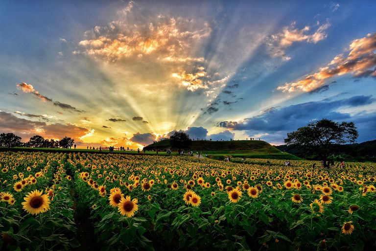경기도 연천군에 있는 고구려 유적 '호로고루성(城)'. 이곳에 거대한 해바라기밭이 조성돼 있다. /연천군 제공(공모전 사진)