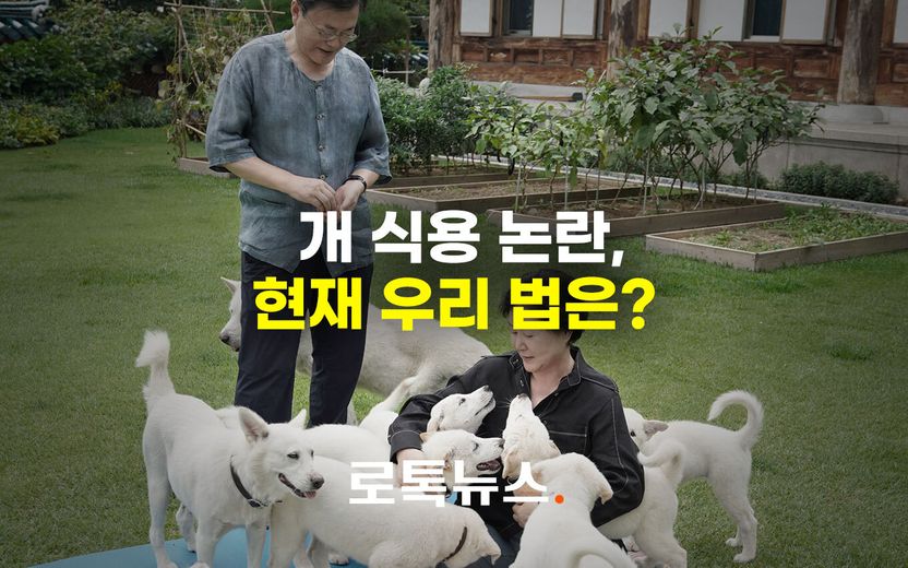 문 대통령 "개 식용 금지 검토" 발언 나오게 된 배경, 개고기를 둘러싼 '법적 사각지대' 기사 관련이미지