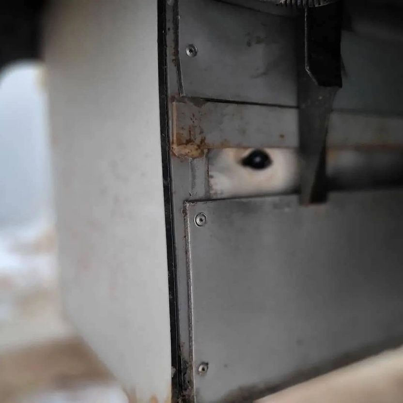몸 구겨 넣어야 하는 좁은 쇠 상자 안에서 발견된 백구…동물보호법에 규정된 학대 기사 관련이미지