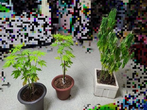 인천의 한 어린이집 발칵 뒤집어 놓은 화분의 정체 기사 관련이미지