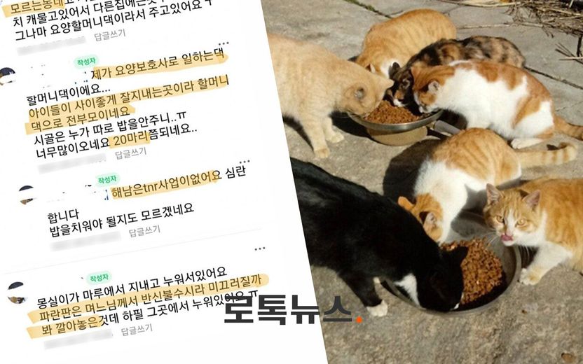 안쓰러운 마음에 남의 집 가서 길고양이 밥 주는 일, 당장 멈춰야 하는 까닭 기사 관련이미지