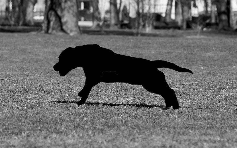 반복적 개물림 사고에도 목줄 없이 반려견 산책…80대에 이례적 실형 기사 관련이미지