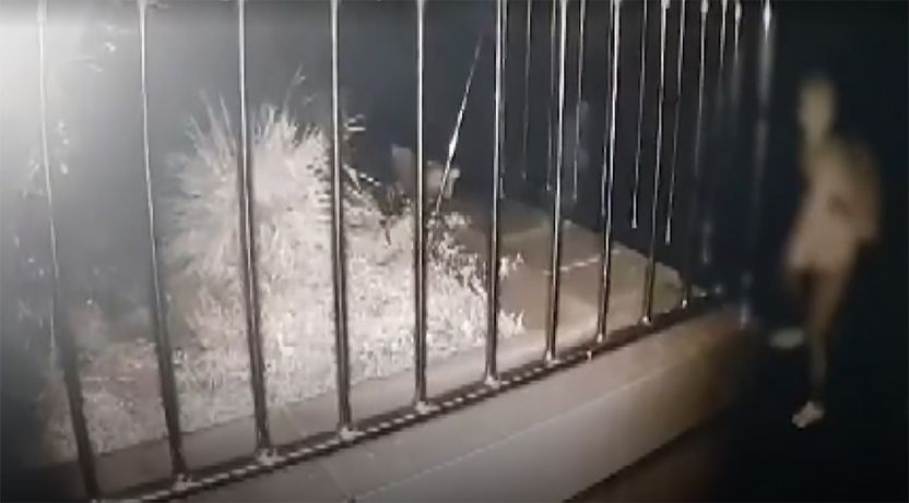 영화 '도둑들' 보고 완전 범죄 꿈꾸던 금 도둑, 창문 발자국에 덜미 기사 관련이미지