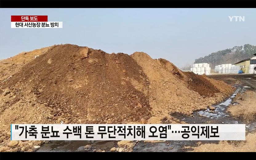 산 처럼 쌓아둔 분뇨…'故정주영 소' 키운 현대서산농장이 지게 될 책임 기사 관련이미지
