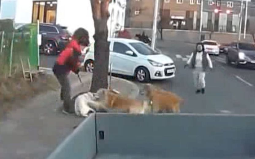 목줄 놓친 사이, 진돗개 공격한 골든 리트리버 2마리…견주 책임은 어디까지? 기사 관련이미지