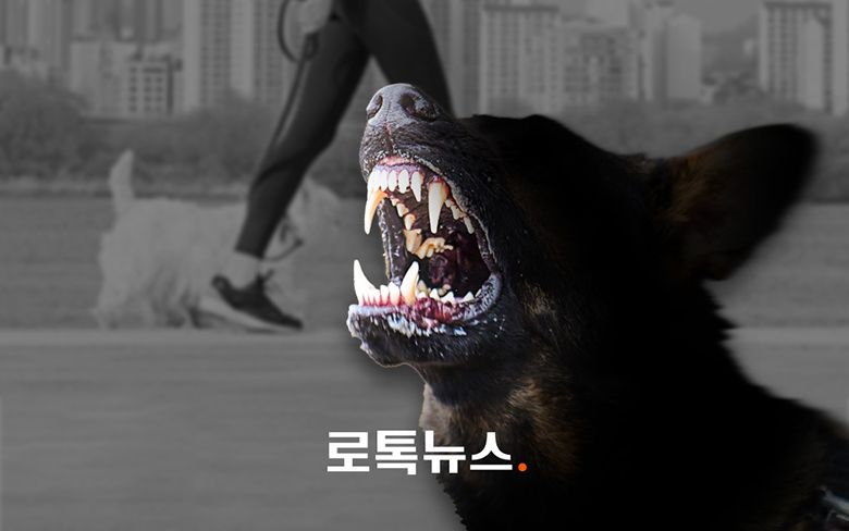30대 자매 다리 물고, 그 반려견까지 죽인 대형견 3마리…판례로 보면 기사 관련이미지