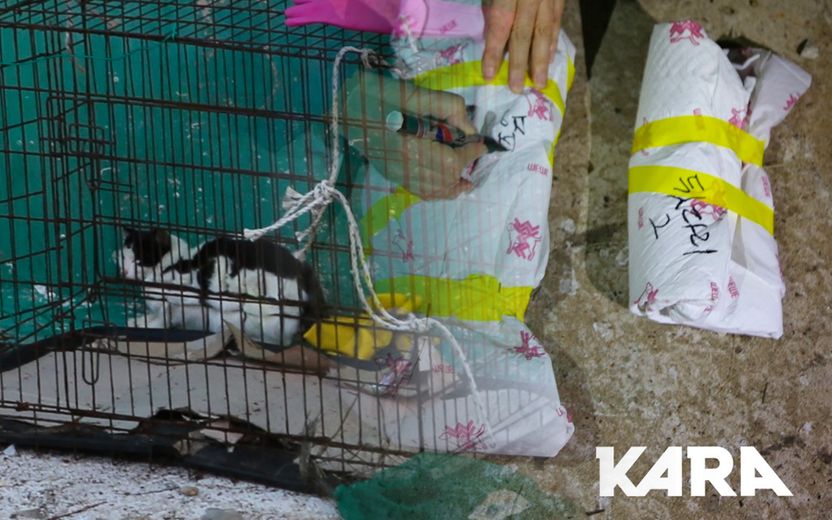 빠져나올 수 없는 폐양식장에 가둔뒤, 고양이 학대하고 해부한 20대 남성 기사 관련이미지