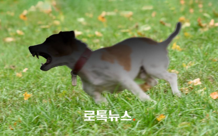 '목줄 없는 개'가 달려들어 발로 찼는데…이 개 치료비도 물어줘야 하나요? 기사 관련이미지