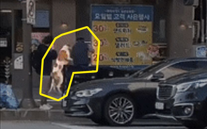 목줄·입마개 없는 하운드 4마리, 푸들 물어 죽였지만…그 책임은 물을 수 없다 기사 관련이미지