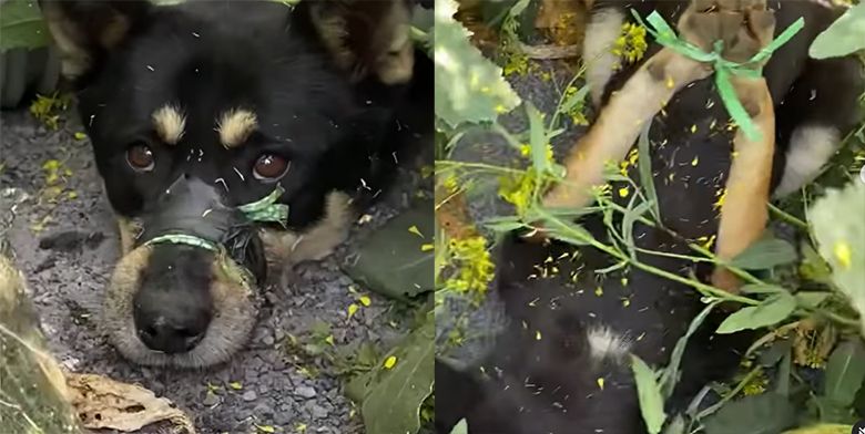 강아지한테 수갑 채운 듯…앞발은 몸통 뒤로 꺾었고, 입은 노끈으로 묶었다 기사 관련이미지