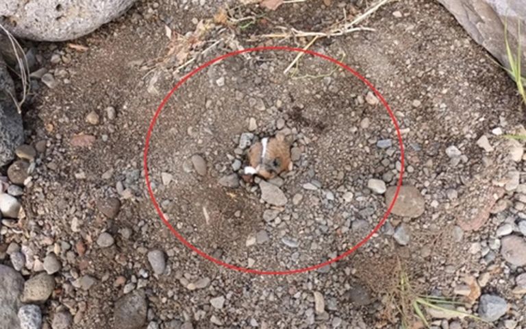 '우, 우, 우' 하는 소리 따라가 보니…돌덩이 얹은 땅에 강아지가 파묻혀 있었다 기사 관련이미지