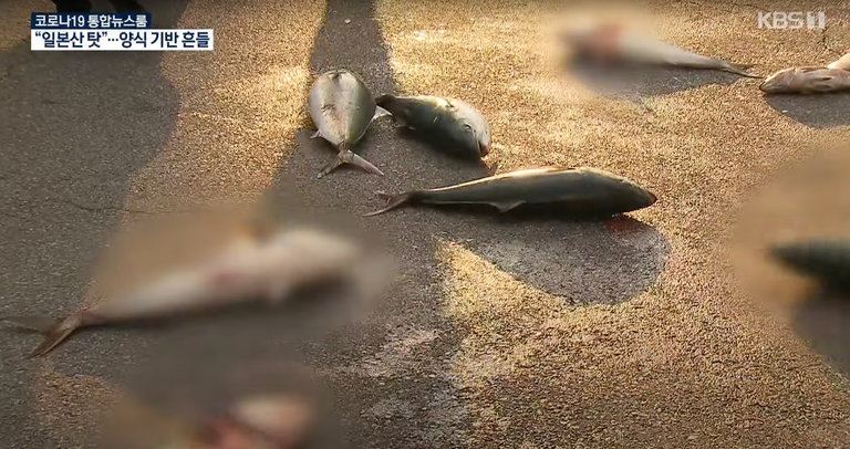 집회 퍼포먼스로 '활어' 바닥에 던졌지만…'식용'이라 동물학대는 아니다 기사 관련이미지