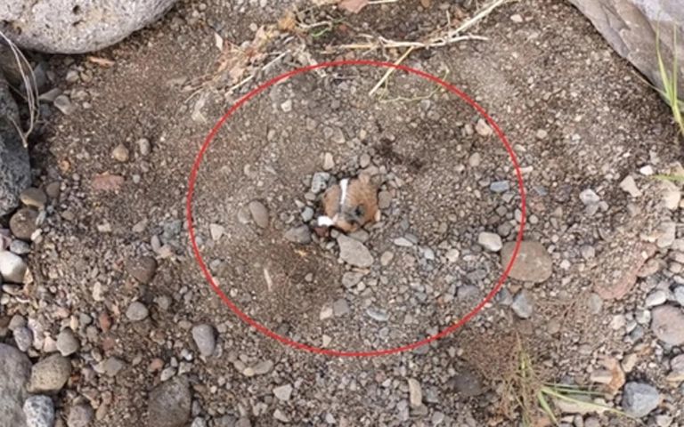 "잃어버렸다"→"죽은 줄 알고 묻었다"→"산 채로 묻었다"…푸들 주인의 거짓말 기사 관련이미지