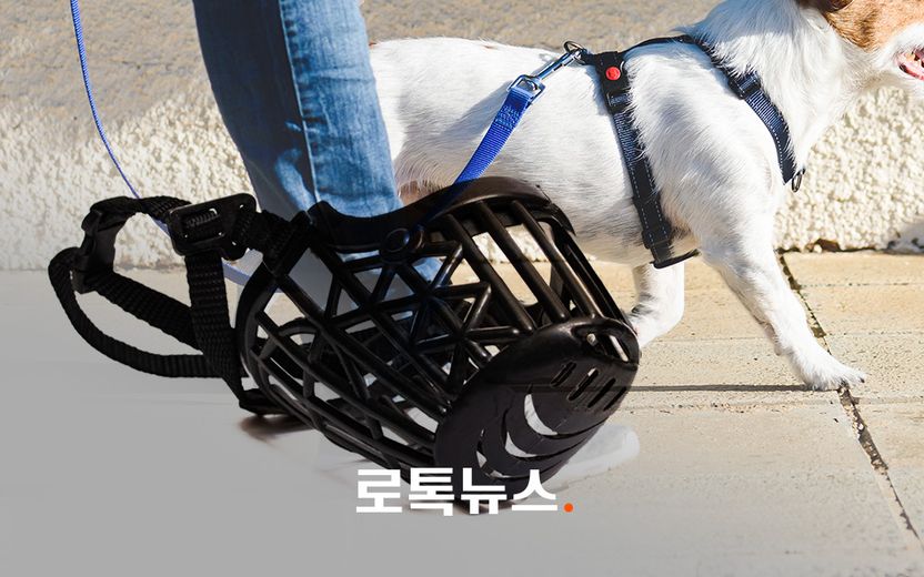 "개 입마개 채워라" 항의하다 이웃 폭행한 30대 남성…벌금 100만원→벌금 30만원 기사 관련이미지