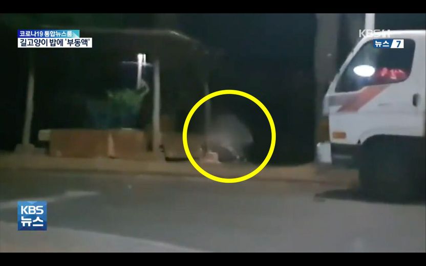 고양이 사료에 '부동액' 부은 남성, '동물학대'로 처벌 어려운 이유 기사 관련이미지