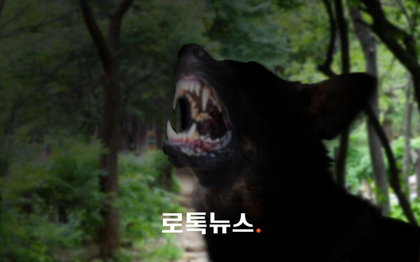 "그 개 모른다"던 '남양주 개물림 사망사건' 견주…결말은 구속 상태로 재판행 기사 관련이미지