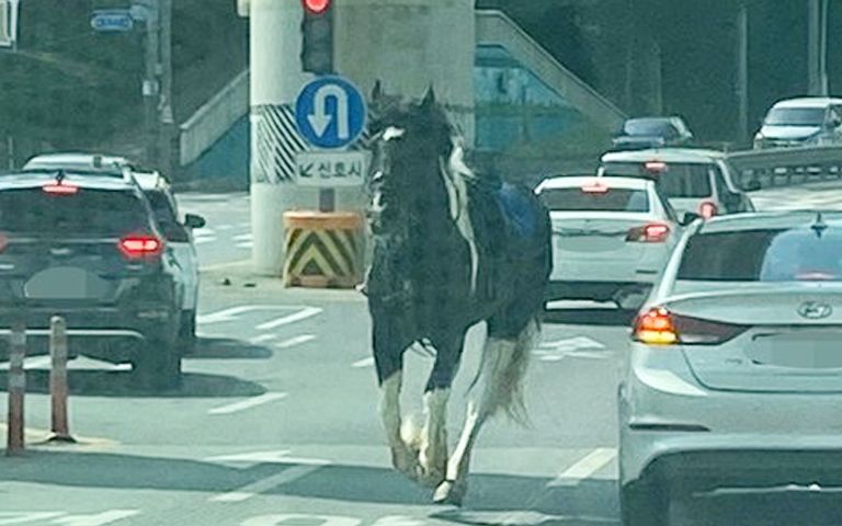승마 체험 중 낙마로 시내 질주한 말…경범죄처벌법 위반입니다 기사 관련이미지