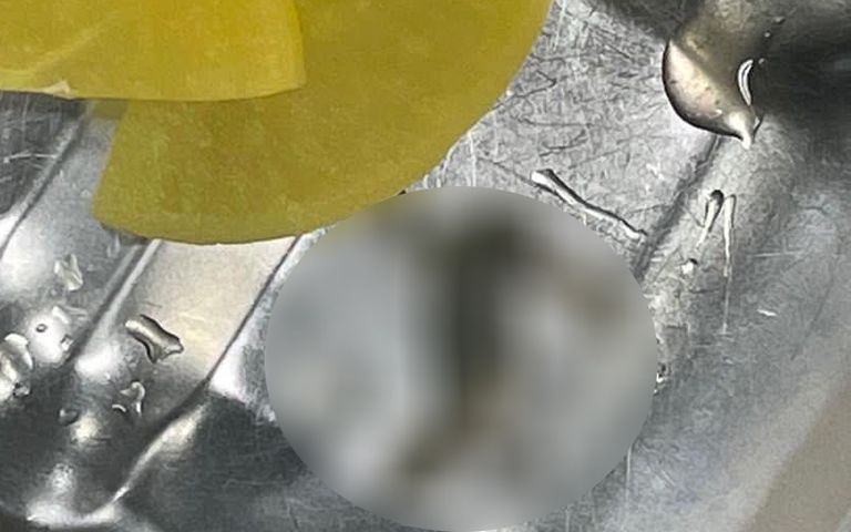 잇단 고교생 급식에 '개구리 사체 반찬'…업체는 어떤 처벌 받을까? 기사 관련이미지