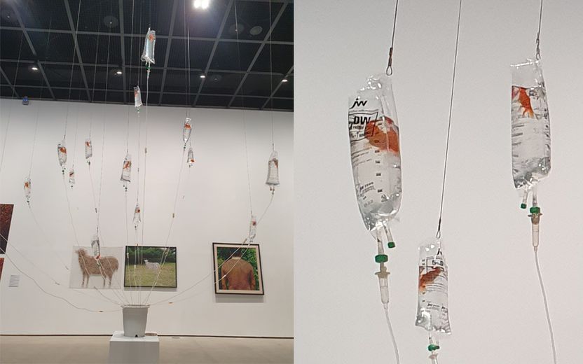 금붕어 죽어가는 모습 전시…'예술'이란 이름으로 이뤄진 '학대' 기사 관련이미지