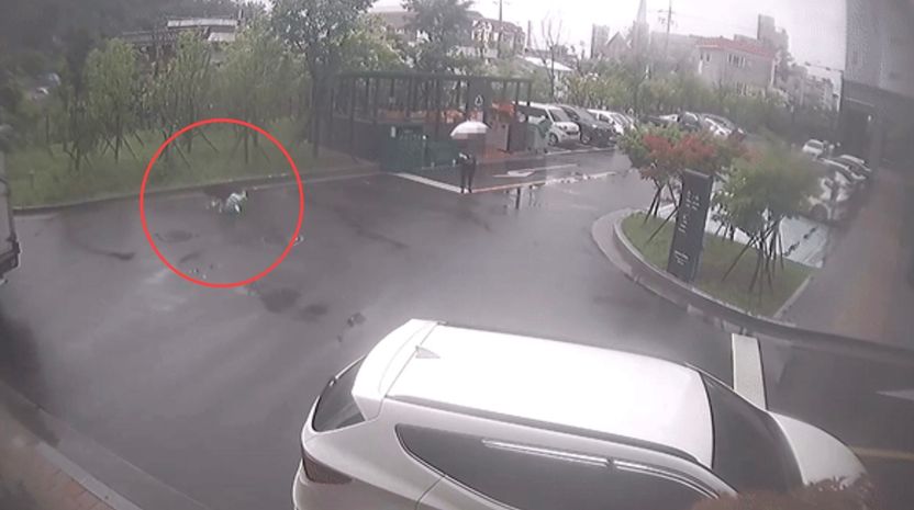 울산 초등생 개물림 사고…개에 물려 발버둥 치는 아이 보고도 지나간 행인, 법적 책임은? 기사 관련이미지