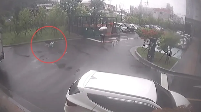 8살 아이 목 물어뜯은 개, 안락사 제동 건 검찰…그럴 수밖에 없던 이유 기사 관련이미지