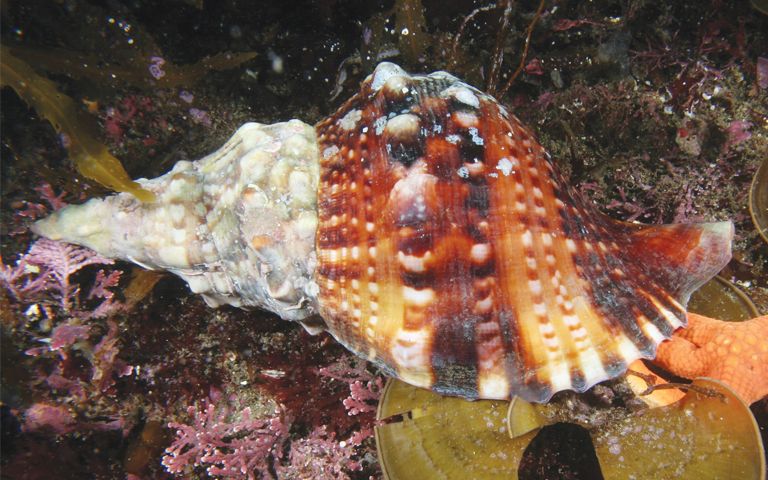 바다에서 잡은 그 '소라'…벌금 5000만원으로 돌아올 수도 기사 관련이미지