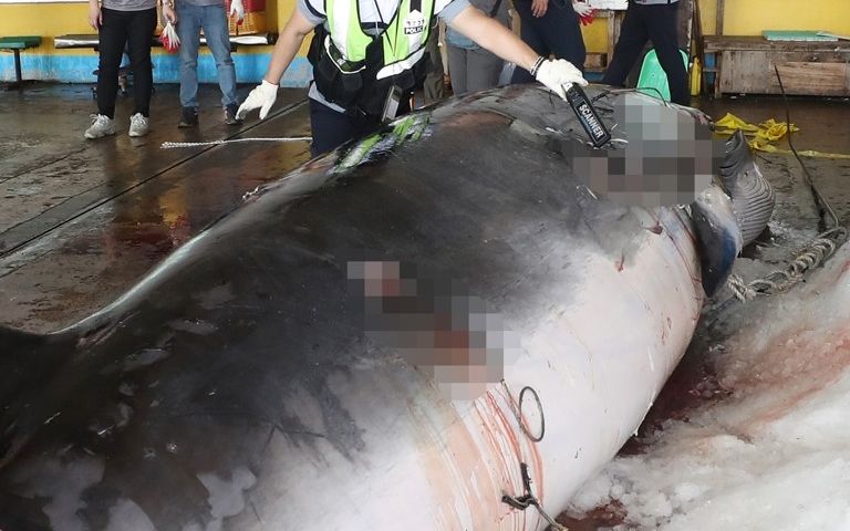 자루 80개에 담긴 1200만원어치 고기…그건 멸종위기종 '밍크고래'였다 기사 관련이미지