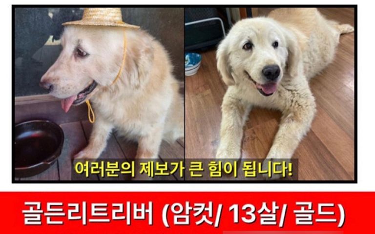 13년 함께한 '가족' 골든 리트리버가 '보약'으로…건강원에 맡긴 60대 입건 기사 관련이미지