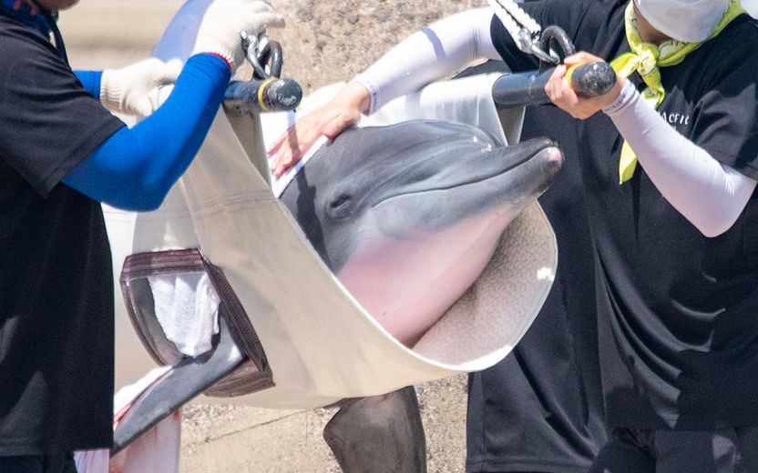 17년 만에 바다로 돌아가게 된 비봉이, 친구들과 함께 할 수 없던 이유는 공소시효 기사 관련이미지